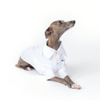 Camisa refrescante de bambú antialérgica para perros