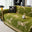 Caballo verde